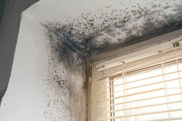 Trusted Mold Testing service in Fairfax, VA - Cheap Mold Removal