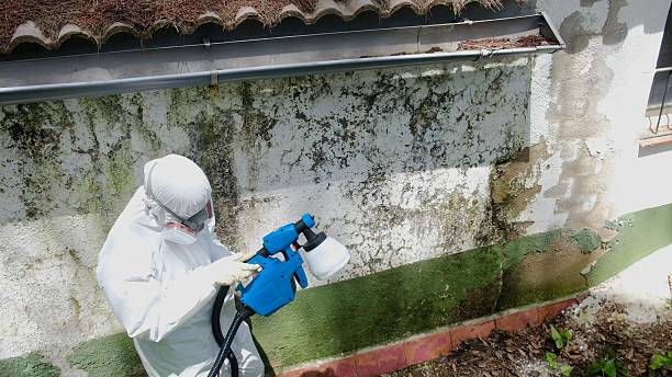 Top rated local Mold Cleanup specialists in Fairfax, VA